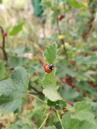 Close-up of ladybug on leaf