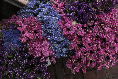 Pink flowers growing on plant