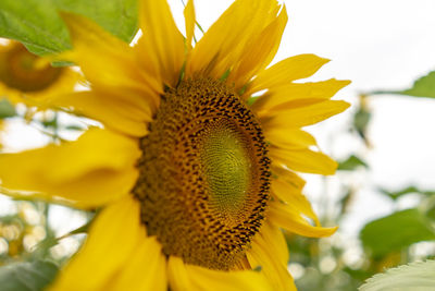 Close-up of sunflower