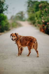 Dog walking on road