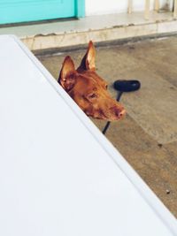 Close-up of dog