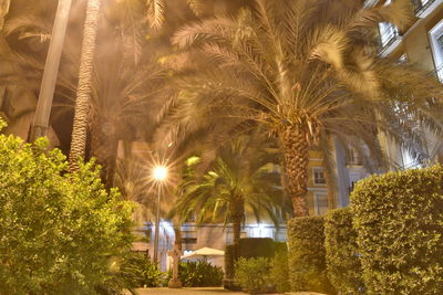 Palm trees against illuminated building at night