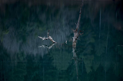 Digital composite image of trees and lake