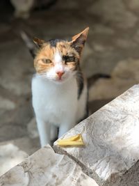 Close-up of cat sitting outdoors