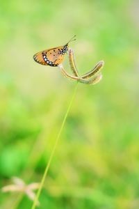 Close-up of butterfly on flower