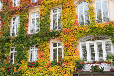 Red flowering plants by window of building