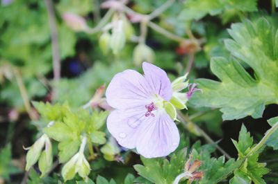 Close-up of purple flowering plant