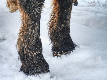 The farm horse stay in snow. winter season in country.