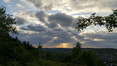 Trees against cloudy sky