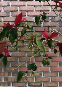 Close-up of ivy against brick wall
