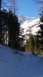 Pine trees on snowcapped mountains against sky