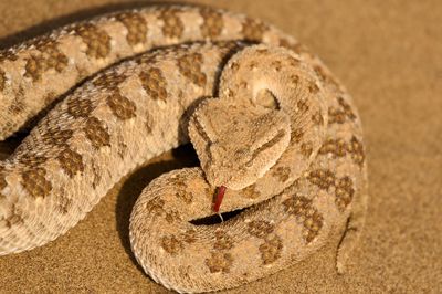 Close-up of cerastes gasperettii snake