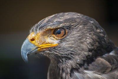 Close-up of a bird looking away