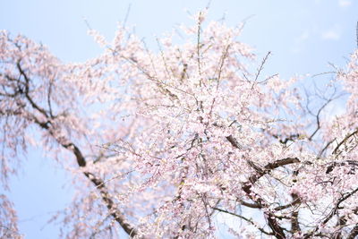 Low angle view of apple blossoms in spring