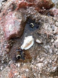 High angle view of seashell on beach