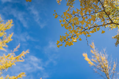 Low angle view of maple tree against sky