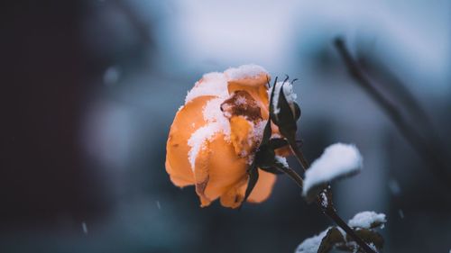 Close-up of flower against blurred background