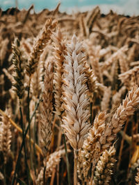 Close-up of stalks in field