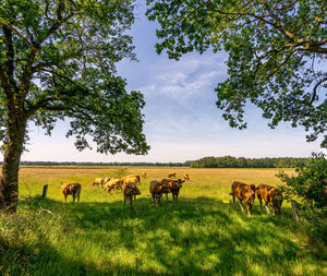 Curious cows in a typical dutch landscape in drenthe 