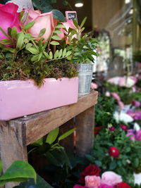 Close-up of potted plant