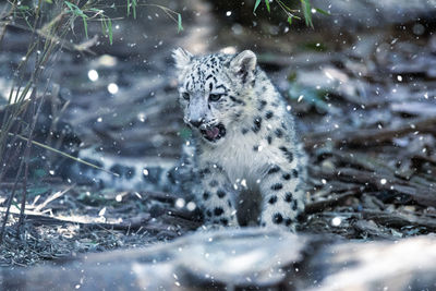 Portrait of animal in snow