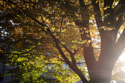 Trees in autumn