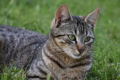 Close-up of tabby cat on field