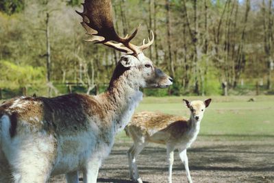 Deer standing in a field