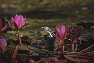 Close-up of pink lotus water lily
