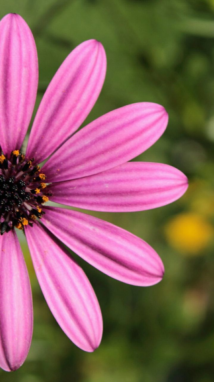 flower, petal, freshness, fragility, flower head, pink color, growth, close-up, beauty in nature, focus on foreground, nature, blooming, pollen, pink, stamen, single flower, in bloom, plant, selective focus, blossom