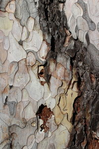 Full frame shot of tree trunk