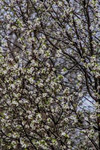 Low angle view of flowers on tree