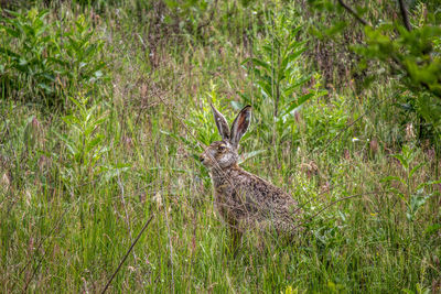 Side view of a rabbit on a field