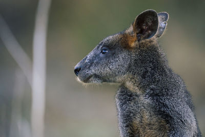 Portrait of a swamp wallaby kangaroo