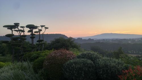 Plants growing on field against sky during sunset