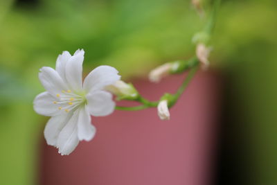 Close-up of white cherry blossom