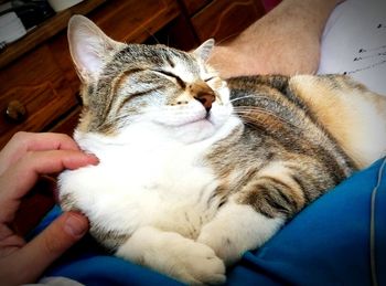 Close-up of man holding cat sitting at home