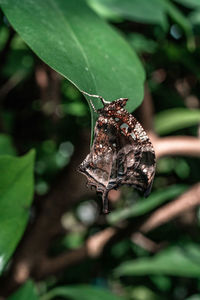 Close-up of butterfly on leaf