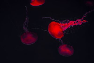 Pink glowing jellyfish swimming against black background