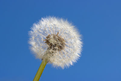 Low angle view of dandelion against blue sky