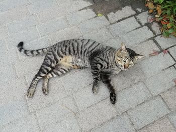 High angle view of cat on street