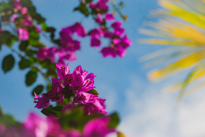 Close-up of pink flowering plant