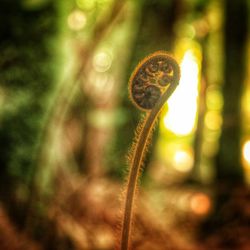 Close-up of plant against blurred background