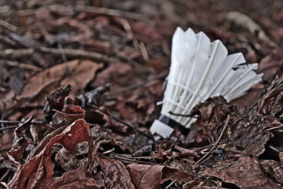 Close-up of dry leaves on field