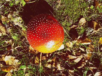 Close-up of fly agaric mushroom on field