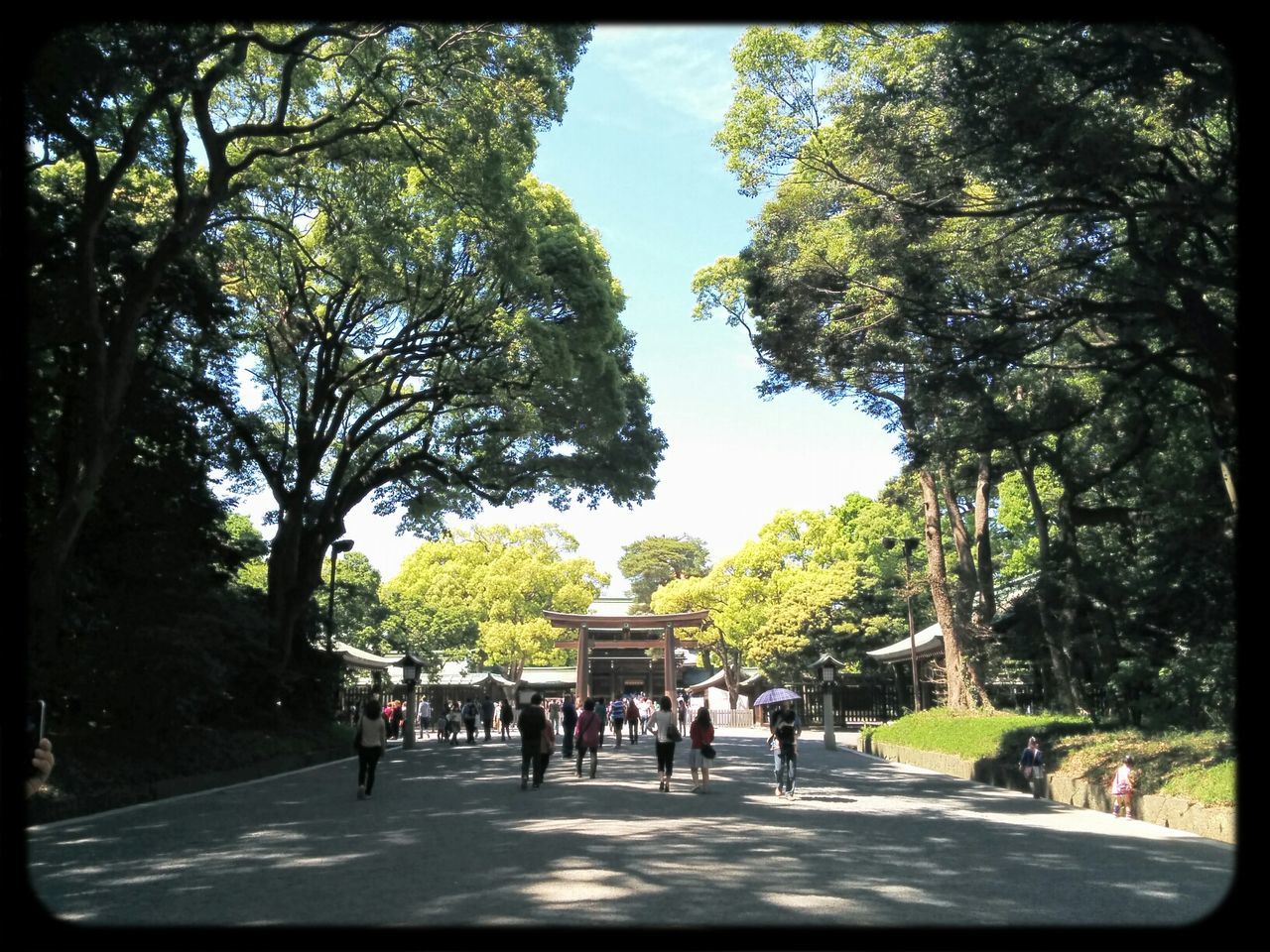 明治神宮 (Meiji Jingu Shrine)