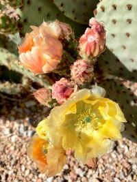 Close-up of yellow rose blooming outdoors