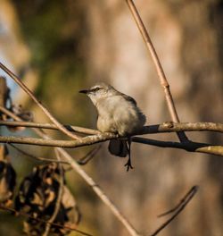 Close-up of bird perching on branch