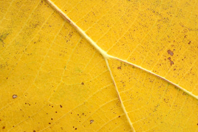 High angle view of yellow background