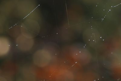 Close-up of spider on web